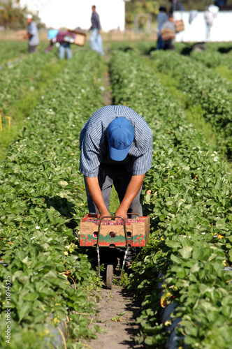 Strawberry picker migrant woorkers