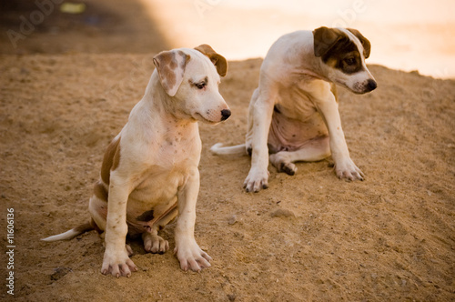 Puppies Looking On