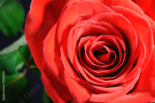 red rose closeup