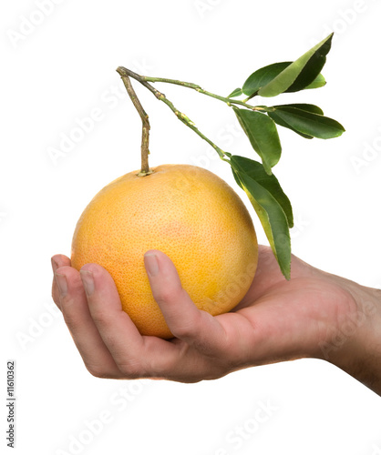 Hand holding a grapefruit photo