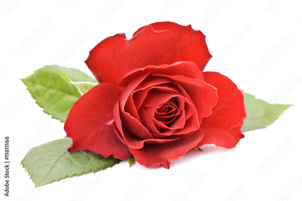 Fototapeta premium red rose
