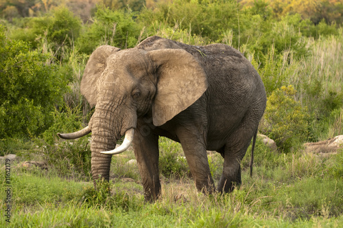 Elephant in Kruger Park