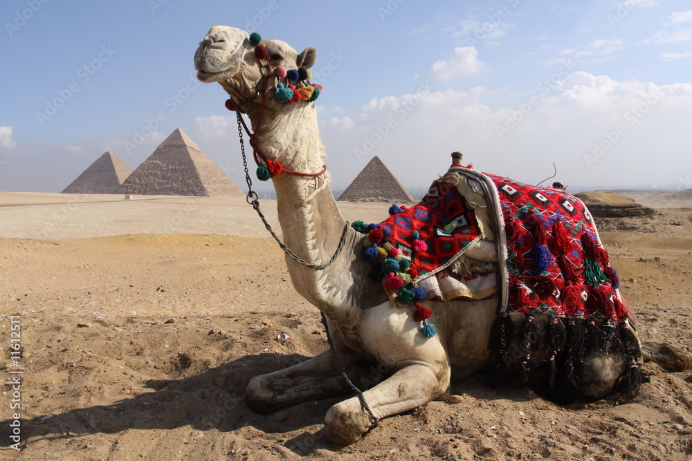 Soldat de Plomb MIGNOT - Campagne d'Egypte à dromadaire