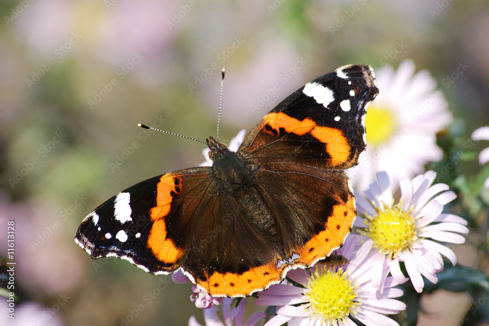The butterfly-krapivnitsa against camomiles The butterfly-krapivnitsa against camomiles