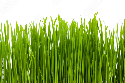grass, isolated, macro