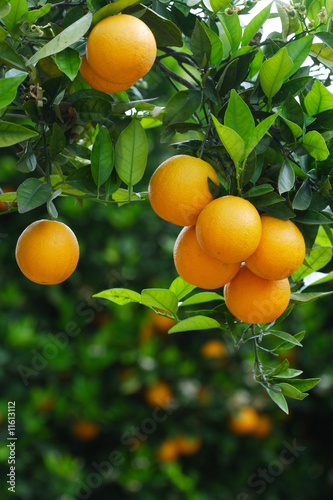 orange tree