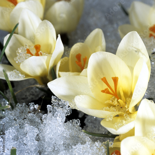 Fototapeta Naklejka Na Ścianę i Meble -  Krokus, Crocus tommasinianus