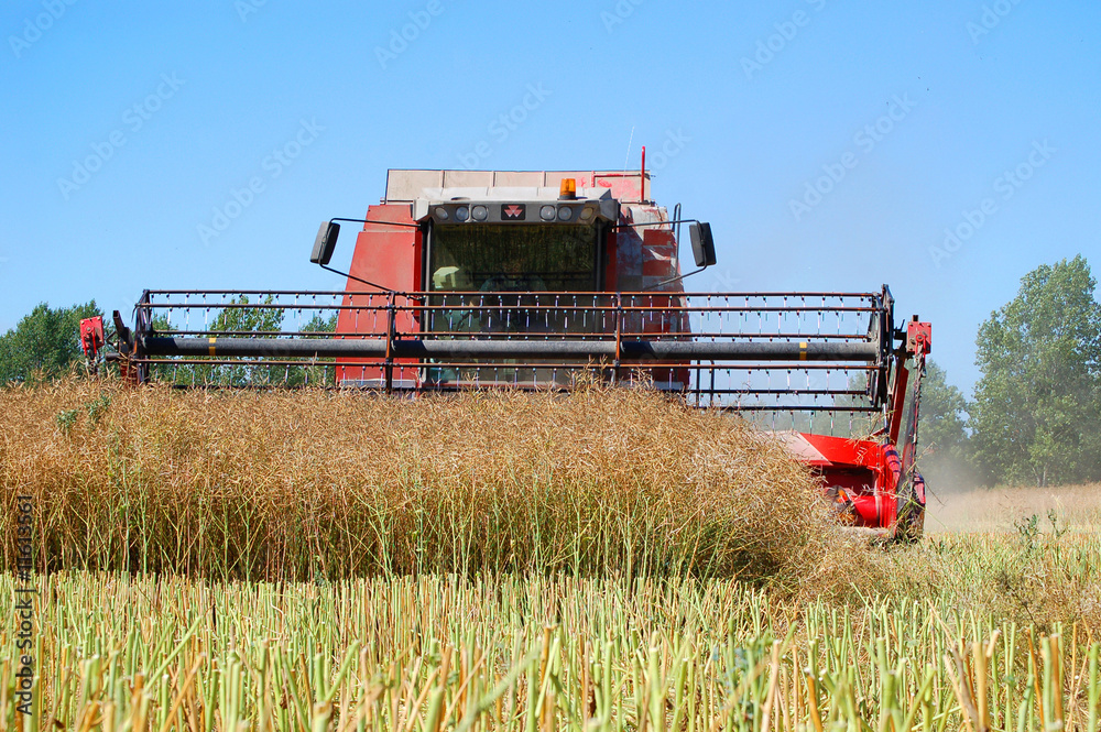 Obraz premium Rapsernte