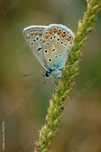 Polyommatus bellargus on a plantain arrow