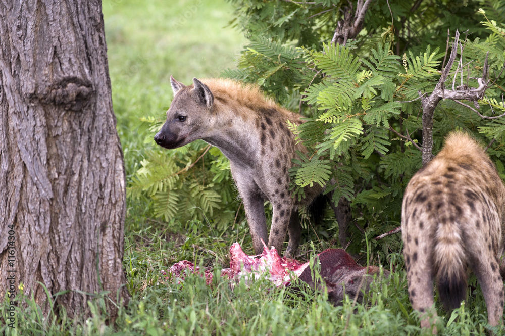 Obraz premium hungry hyena eating dead animal