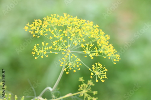 Blooming fennel in a garden - Anethum graveolens photo