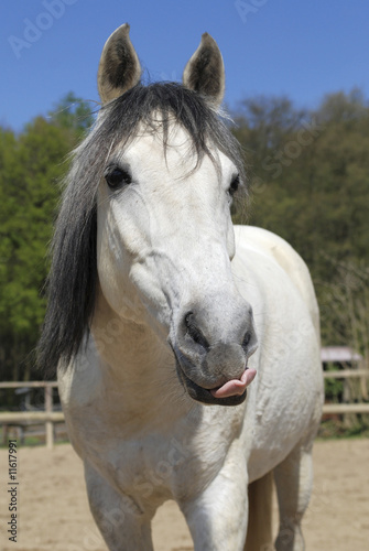 Pferd leckt sich das Maul.