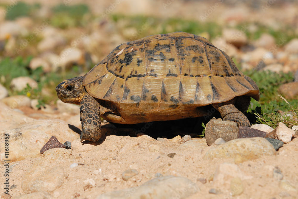 Obraz premium tortue de terre