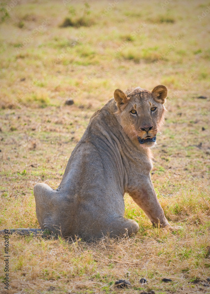Naklejka premium lion, amboseli, kenya