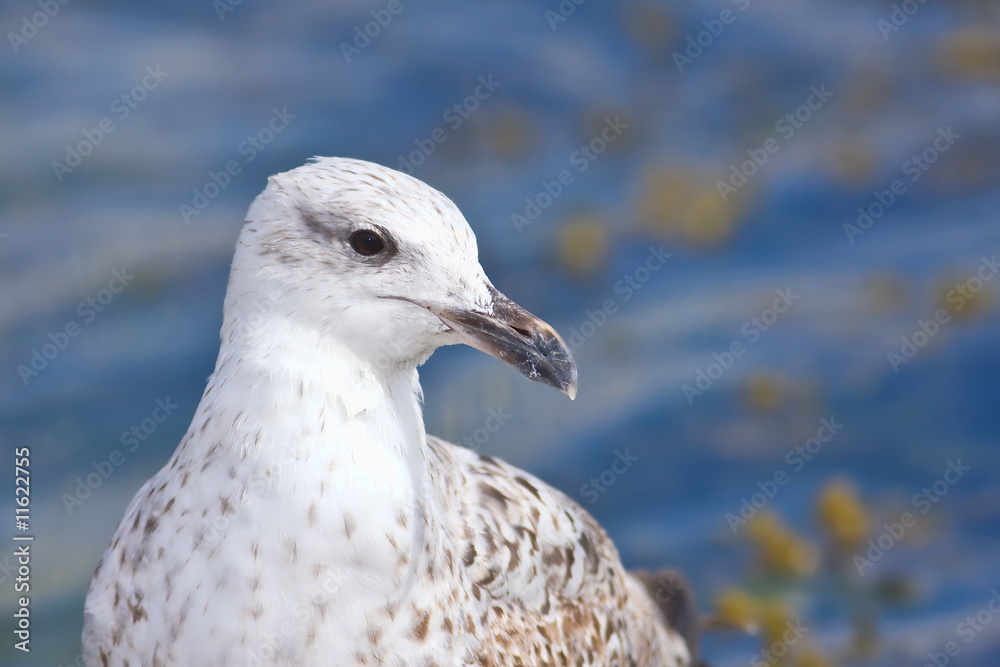 Herring gull Herring gull