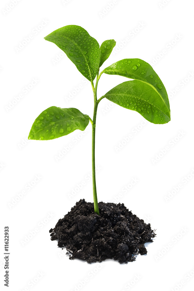 branch branch