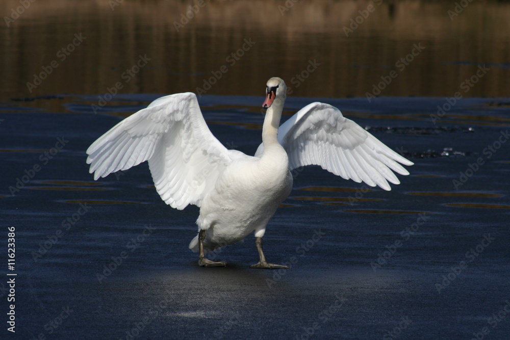 Fototapeta premium Swan