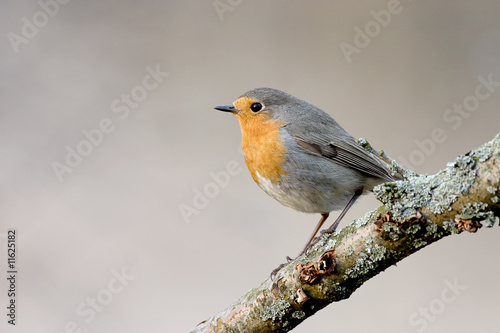 Robin