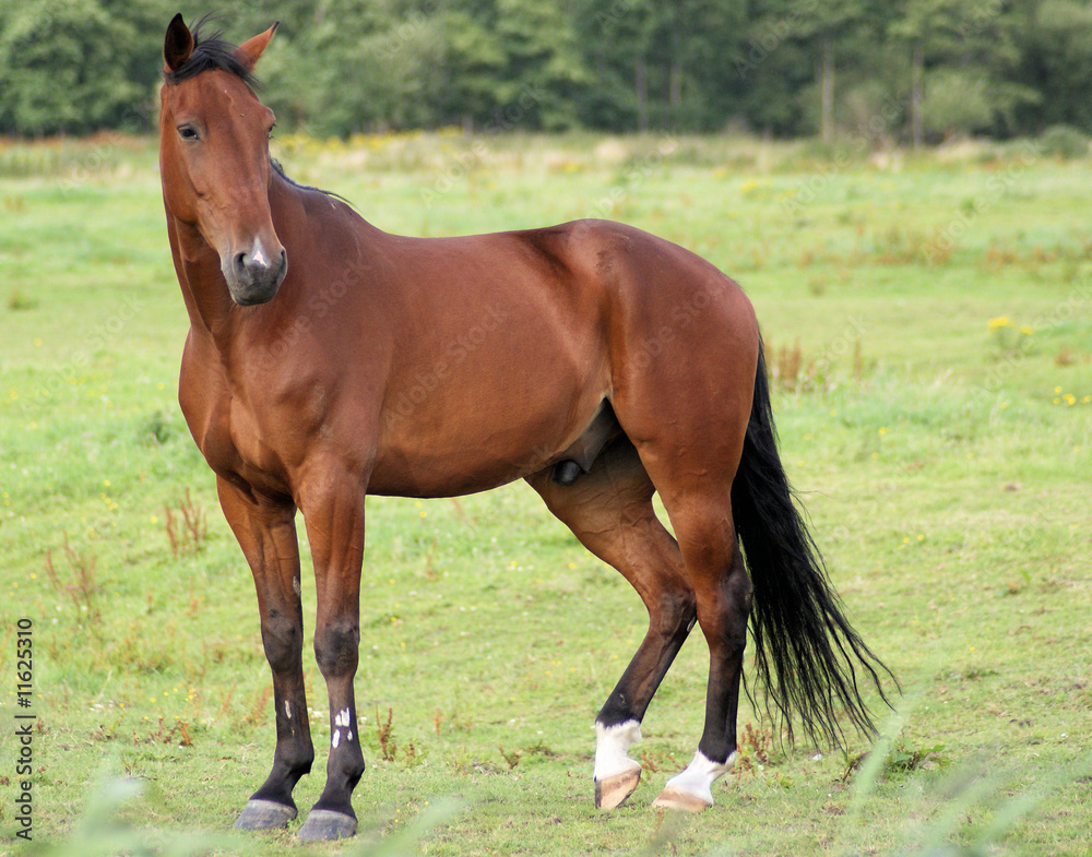 Fototapeta premium Race horse on the grasland in the netherlands