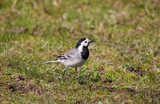 Wagtail on a lawn