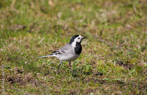 Wagtail on a lawn