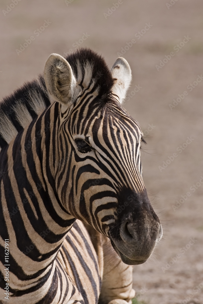 Zebra
