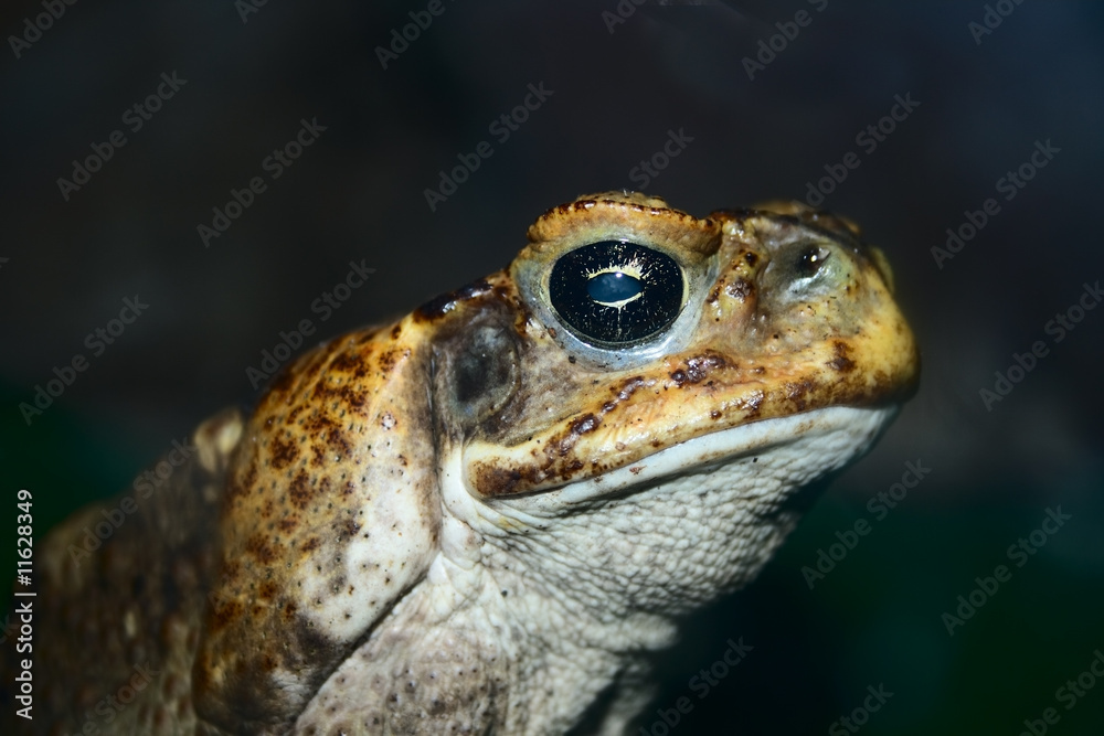 Fototapeta premium closeup face of big toad
