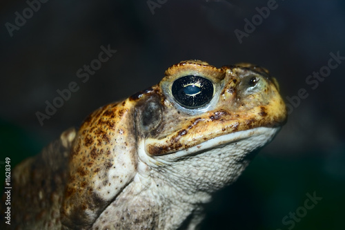 closeup face of big toad