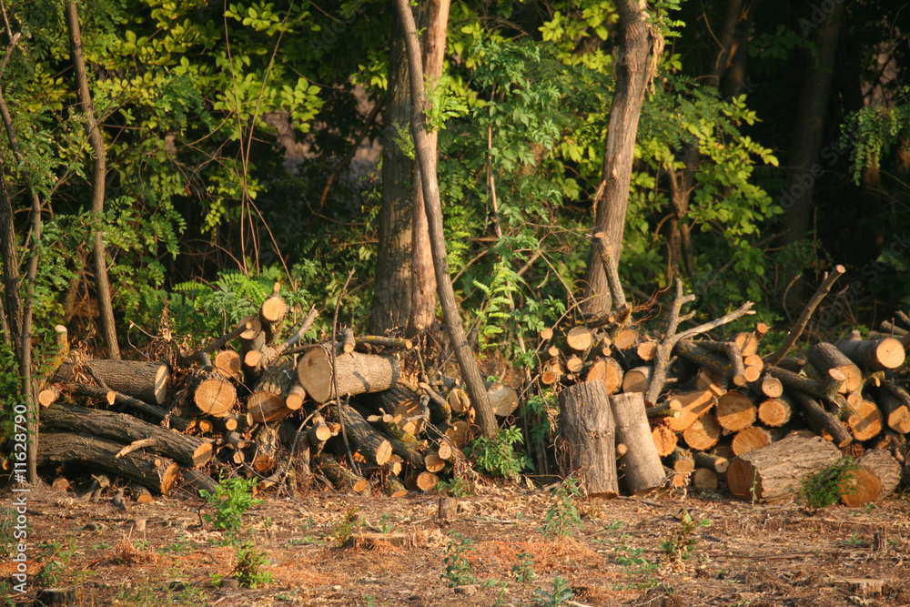 Fototapeta premium Chopped firewood under trees
