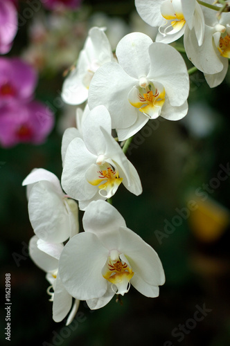 Branch of a white orchid