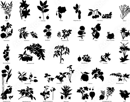 flowers silhouettes set