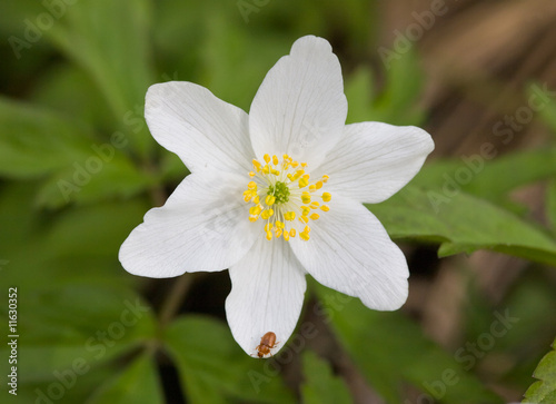 anemone close-up