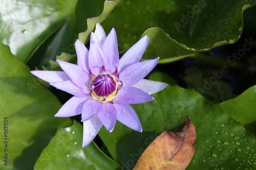 nénuphar