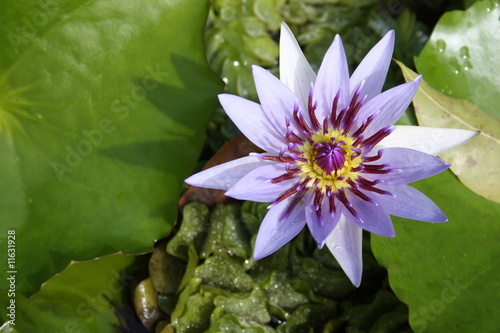 nénuphar