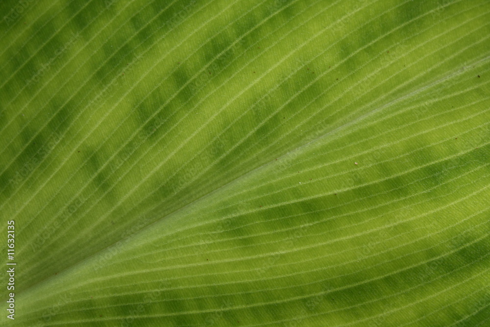 Fototapeta premium feuille