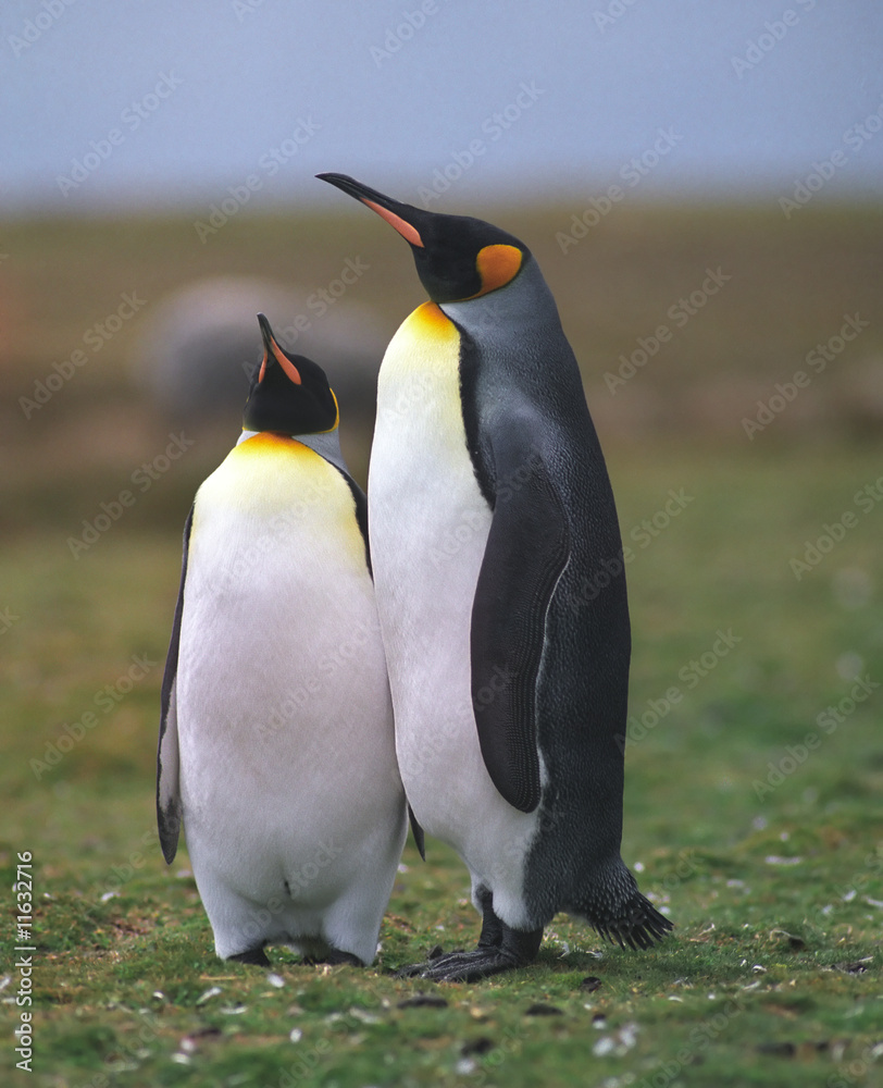 Fototapeta premium Two king penguins