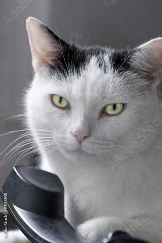 Cat on the phone!