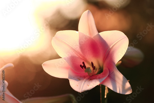 Lilies in sunshine