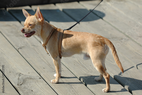 Fototapeta Naklejka Na Ścianę i Meble -  Chihuahua dog