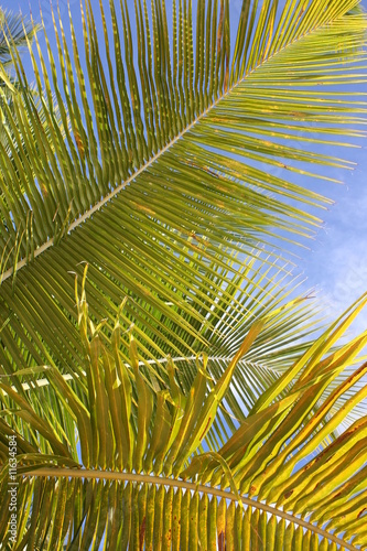 feuille de palmier © Elena Gueno