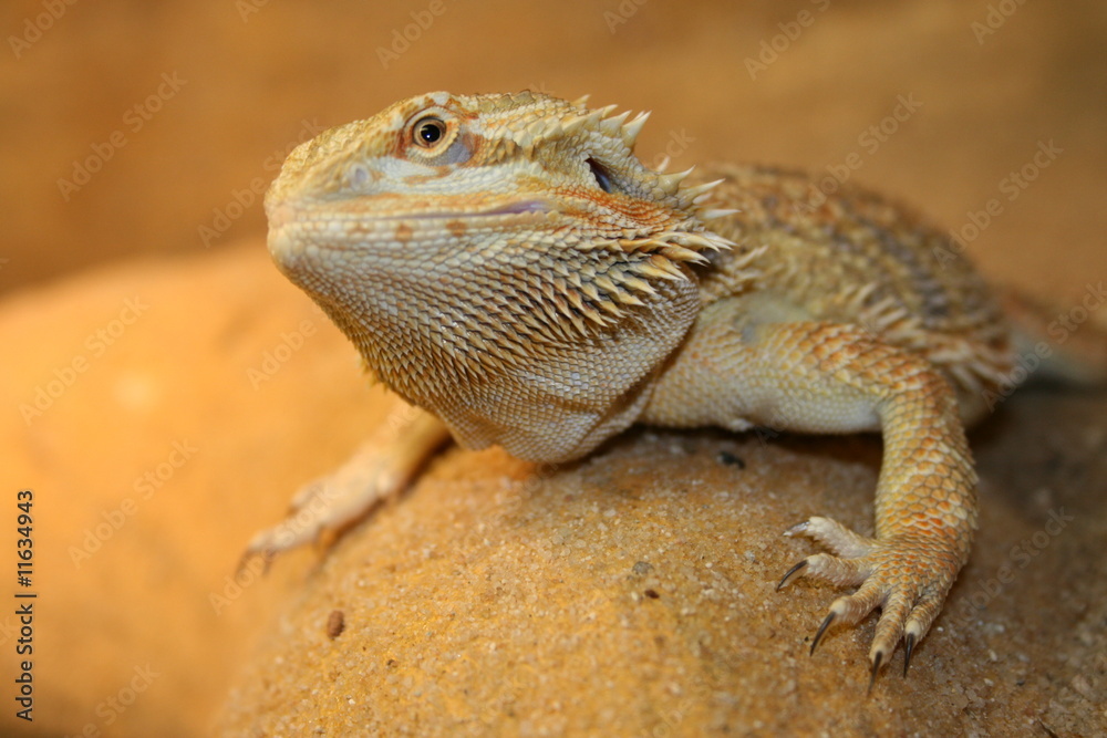 Naklejka premium look