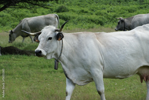 vache gasconne