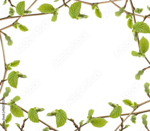 Green petals frame over white background.