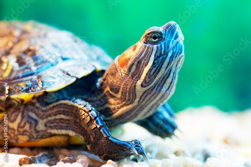 slider turtle