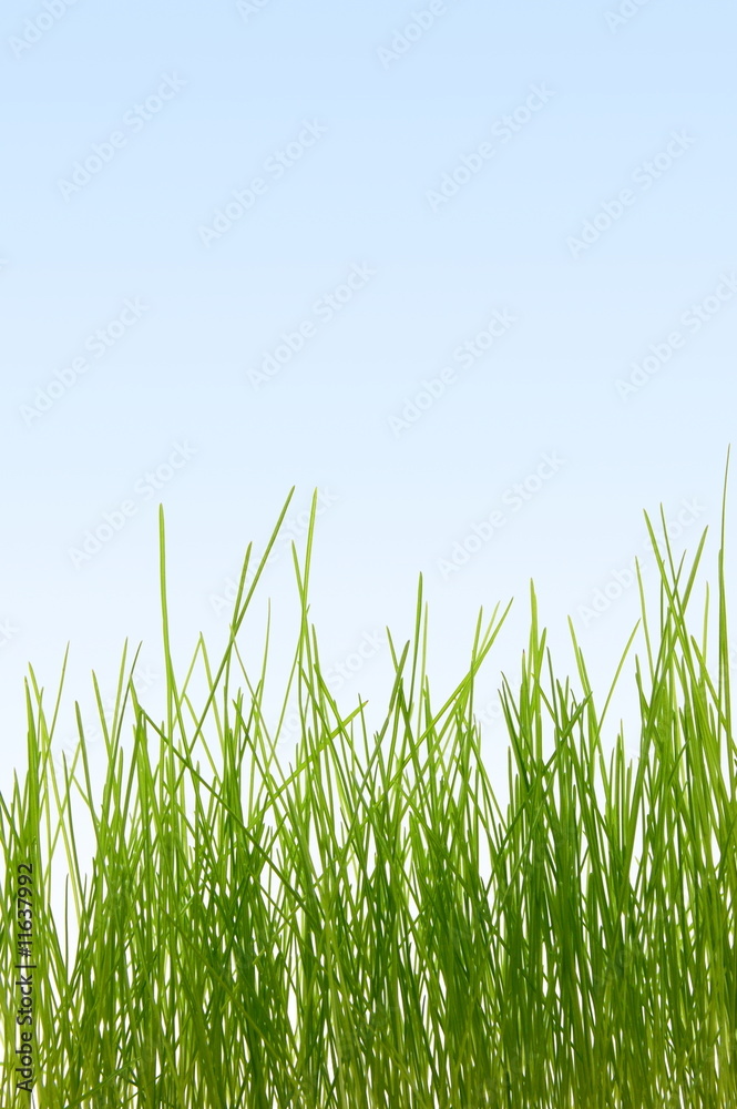grass