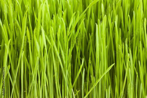 grass background