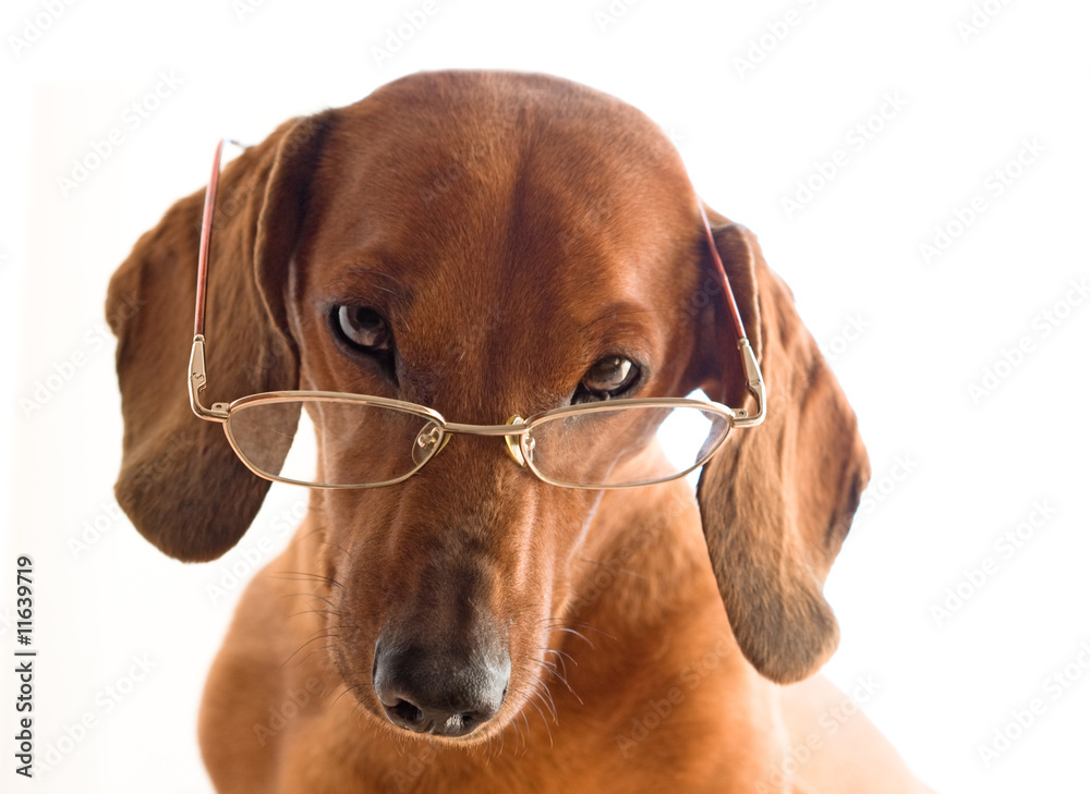 Dog dachshund  in glasses