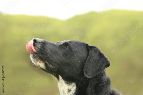 Obraz na płótnie hund