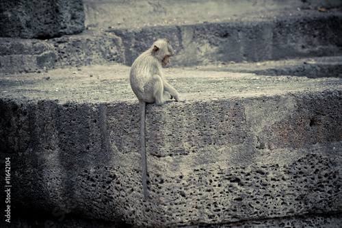 lonely monkey photo