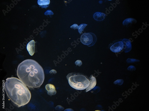 Jellyfish © Diane Stamatelatos